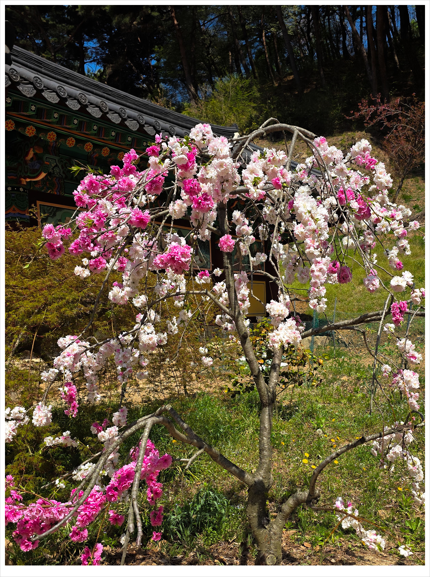 KakaoTalk_20260417_063628125_23 - 복사본 복사.jpg